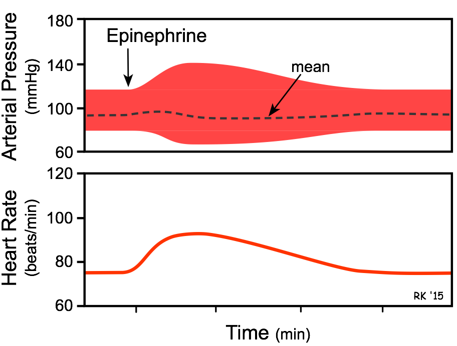 epinephrine effects on blood pressure and heart rate